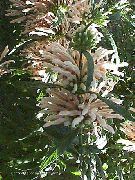 білий Квітка Леонотіс (Leonotis leonurus) фото