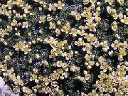 galben Floare Pepperweed Pitic (Lepidium nanum) fotografie