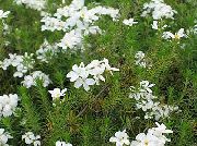 თეთრი ყვავილების ცრუ ბავშვი ვარსკვლავები (Leptosiphon) ფოტო