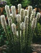λευκό λουλούδι Gayfeather, Απίστευτα Αστέρι, Κουμπί Snakeroot (Liatris) φωτογραφία