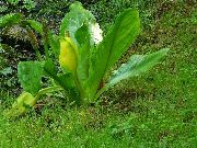 garden flowers white Yellow skunk cabbage Lysichiton  photos, description, cultivation and planting, care and watering