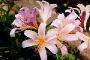 Spider Lily, Presenečenje Lily rožnat Cvet