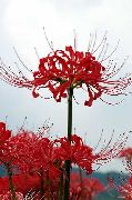 roșu Floare Spider Crin, Crin Surpriză (Lycoris) fotografie