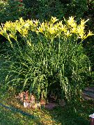 žltý Kvetina Daylily (Hemerocallis) fotografie