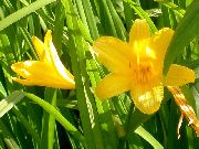 pomarańczowy Kwiat Dzień-Lily (Hemerocallis) zdjęcie