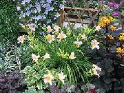 rosa Blomma Daylily (Hemerocallis) foto