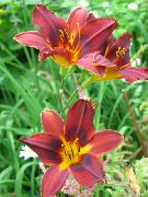 roșu Floare Daylily (Hemerocallis) fotografie