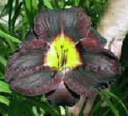 svartur Blóm Daylily (Hemerocallis) mynd