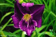 purpurs Zieds Dienliliju (Hemerocallis) foto