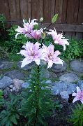 garden flowers lilac Lily The Asiatic Hybrids Lilium  photos, description, cultivation and planting, care and watering