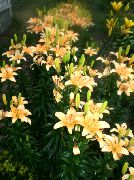 橙 花 百合的亚洲百合 (Lilium) 照片