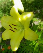 gul Blomst Lily De Asiatiske Hybrider (Lilium) bilde