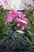 růžový Květina Orientální Lilie (Lilium) fotografie