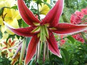 червоний Квітка Лілія Східна (Lilium) фото