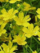 garden flowers yellow Poached egg plant, Meadow Foam  Limnanthes  photos, description, cultivation and planting, care and watering