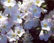 ホワイト フラワー 大輪宿根草、山の芝桜、カリフォルニア芝桜 (Linanthus) フォト
