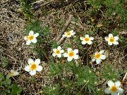 hvítur Blóm Stór-Flowered Phlox, Fjall Phlox, Kalifornía Phlox (Linanthus) mynd