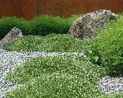 grön Blomma Azorella, Azorella Compacta  foto