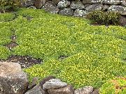 zelená Květina Azorella, Yareta  fotografie
