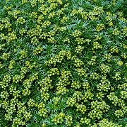მწვანე ყვავილების Azorella, Yareta  ფოტო