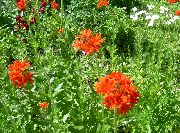 rot Blume Malteserkreuz, Jerusalem-Kreuz, London Stolz (Lychnis chalcedonica) foto
