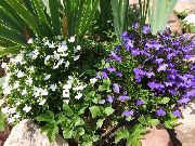 garden flowers white Edging Lobelia, Annual Lobelia, Trailing Lobelia Lobelia photos, description, cultivation and planting, care and watering