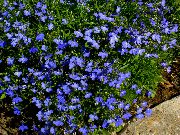 Kenar Lobelia, Yıllık Lobelia, Sondaki Lobelia mavi çiçek