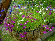 violetti Kukka Särmäys Lobelia, Vuotuinen Lobelia, Perään Lobelia  kuva