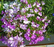 紫丁香 花 磨边半边莲，每年半边莲，半边莲尾随 (Lobelia) 照片