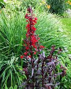 garden flowers red Cardinal flower, Mexican lobelia Lobelia fulgens photos, description, cultivation and planting, care and watering