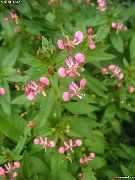 pink  Myg Blomst (Lopezia racemosa) foto