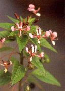 roze  Mosquito Bloem (Lopezia racemosa) foto