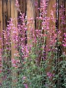 粉红色 花 藿香，混合八角牛膝草，墨西哥薄荷 (Agastache) 照片