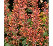 garden flowers orange Agastache, Hybrid Anise Hyssop, Mexican Mint  Agastache  photos, description, cultivation and planting, care and watering