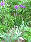 紫丁香 花 观赏葱 (Allium) 照片