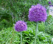 Цибуля Декоративна фіолетовий Квітка