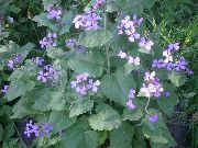 lilla Blomst Penge Plante, Ærlighed, Bolbonac, Moonwort, Sølv Dollar (Lunaria) foto