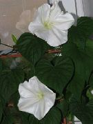 weiß Blume Moonflower, Mond Weinstock, Riesigen Weißen Moonflower (Ipomoea Alba) foto