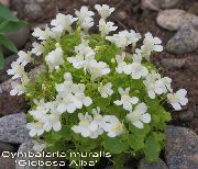 bela Cvet Cymbalaria, Kenilworth Bršljan, Plezanje Mornar, -Ivy Leaved Urh Lan  fotografija