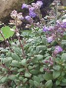ljubičasta Cvijet Patuljak Snapdragon, Vila Snapdragon, Malling Lanilist (Chaenorhinum) foto