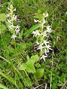 Specie Di Orchidee, Minore Farfalla Orchidea, Platanthera Due A Foglia bianco Fiore