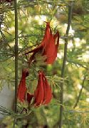 Lyadvenets Bertoleta czerwony Kwiat
