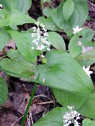 garden flowers white False Lily of the Valley, Wild Lily of the Valley, Two-leaf False Solomon's Seal Maianthemum photos, description, cultivation and planting, care and watering