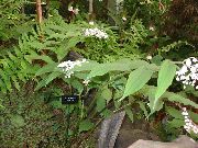 λευκό λουλούδι Ψευδείς Κρίνος Της Κοιλάδας, Άγρια ​​κρίνος Της Κοιλάδας, Δύο Φύλλα Σφραγίδα Ψευδείς Σολομώντα (Maianthemum) φωτογραφία