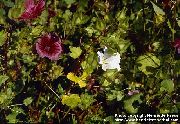hvid Blomst Malope (Malope trifida) foto