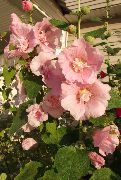 roze Cvijet Slezovača (Alcea rosea) foto