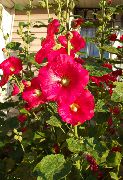 roșu Floare Nalbă (Alcea rosea) fotografie