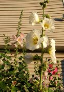valkoinen Kukka Salkoruusu (Alcea rosea) kuva