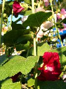 garden flowers claret Hollyhock  Alcea rosea photos, description, cultivation and planting, care and watering