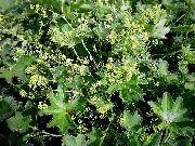 grøn Blomst Løvefod (Alchemilla) foto